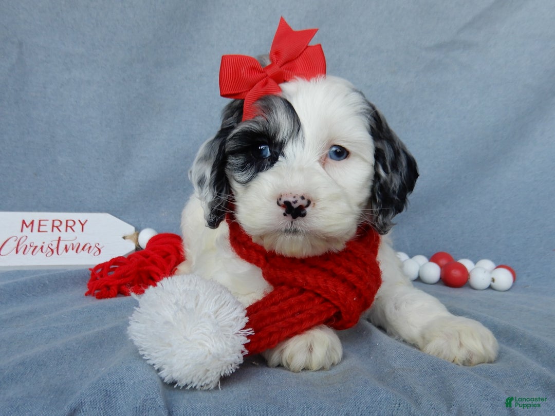 Cockapoo dogs for sale: Izzy - Ad 6