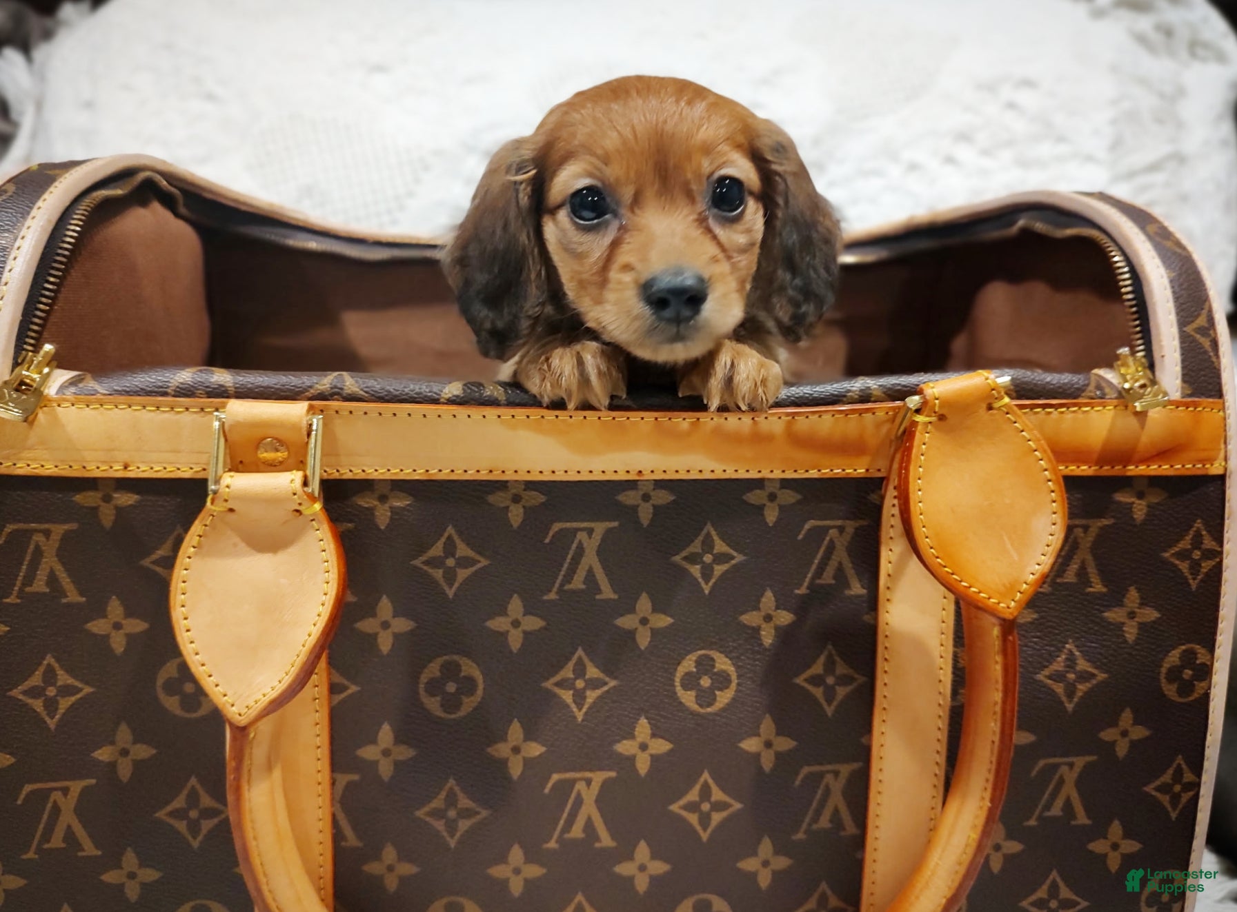Miniature Dachshund dogs Honey Bear - Ad 12