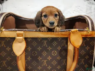 Miniature Dachshund dogs Honey Bear - Ad 12
