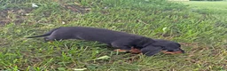 Miniature Dachshund dogs for sale: Jade - Ad 3