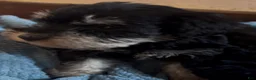 Miniature Schnauzer dogs for sale: Boy Green - Ad 2
