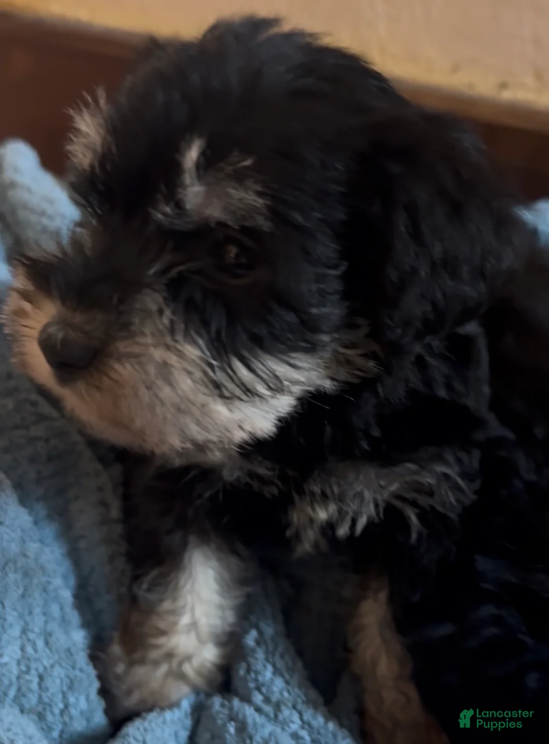 Miniature Schnauzer dogs for sale: Boy Green - Ad 2
