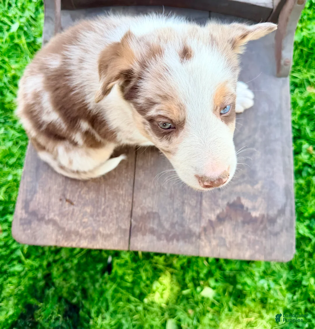 Border Collie dogs for sale: Bruno - Ad 2