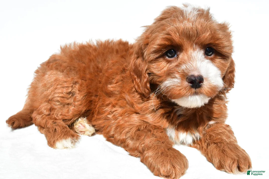 Cavapoo dogs for sale: Kobe - Ad 2