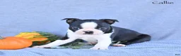 Boston Terrier dogs for sale: Callie - Ad 2
