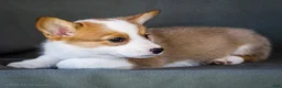 Welsh Corgi Pembroke dogs for sale: Bessie - Ad 6