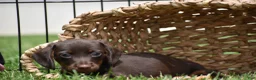 Miniature Dachshund dogs for sale: Bo - Ad 8