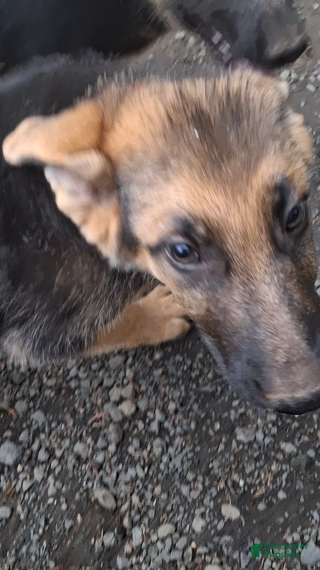 German Shepherd dogs for sale: German Shepherd Puppy 1 - Ad 4