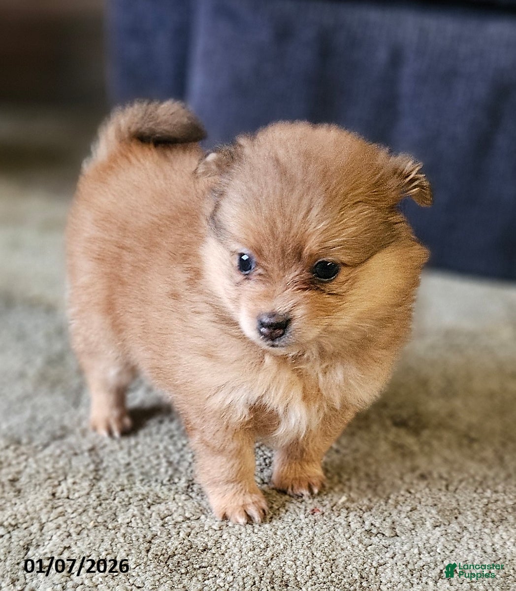 Pomeranian dogs Chloe - Ad 32