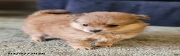 Pomeranian dogs for sale: Chloe - Ad 1