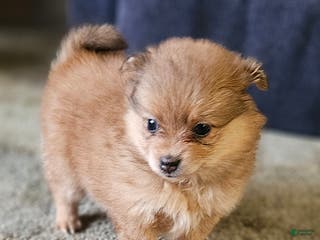 Pomeranian dogs Chloe - Ad 32