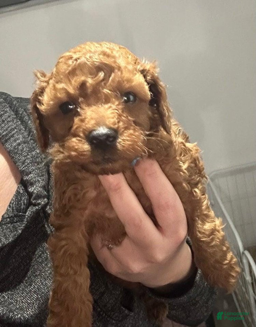 Toy Poodle dogs for sale: Lucia - Ad 1