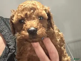 Toy Poodle dogs Lucia - Ad 38