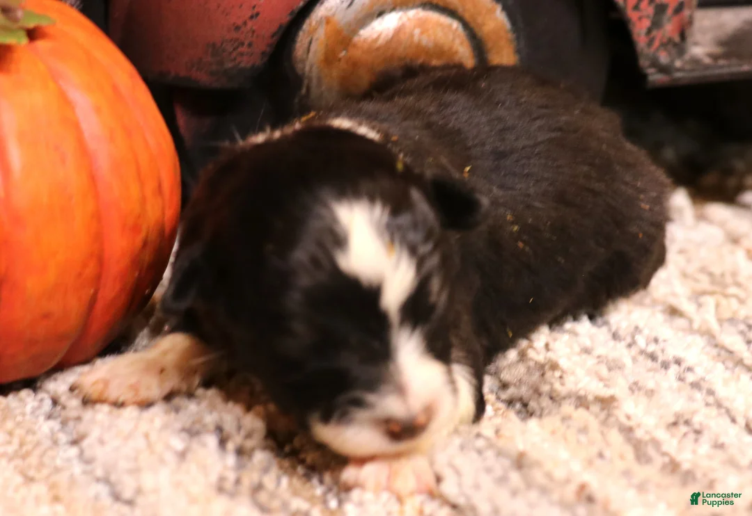 Toy Australian Shepherd dogs for sale: Ivy black tri f - Ad 2