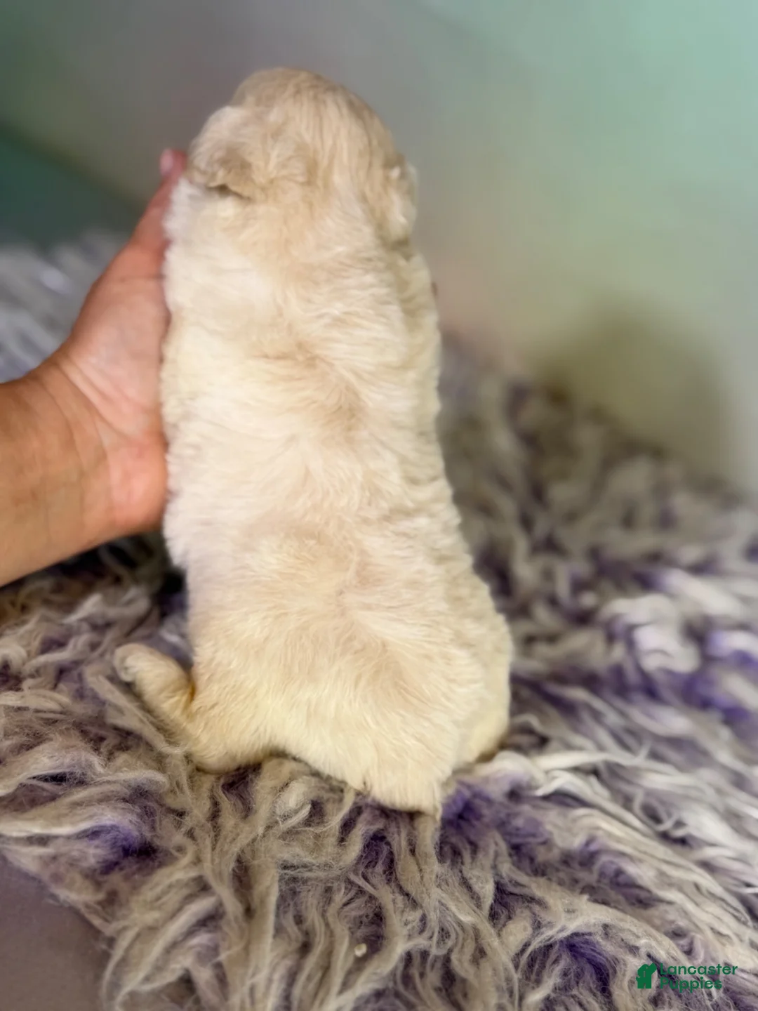 Schnoodle dogs for sale: Parker - Ad 2