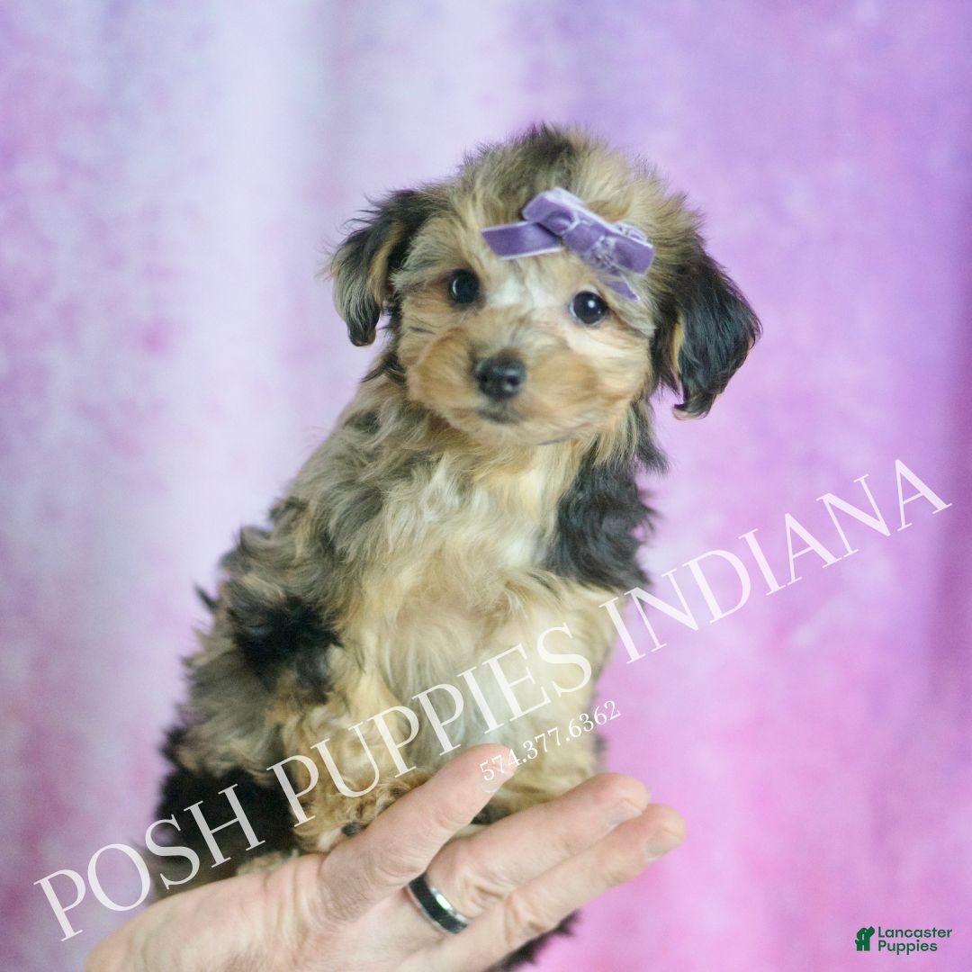 Yorkiepoo dogs for sale: Kiki - Ad 3