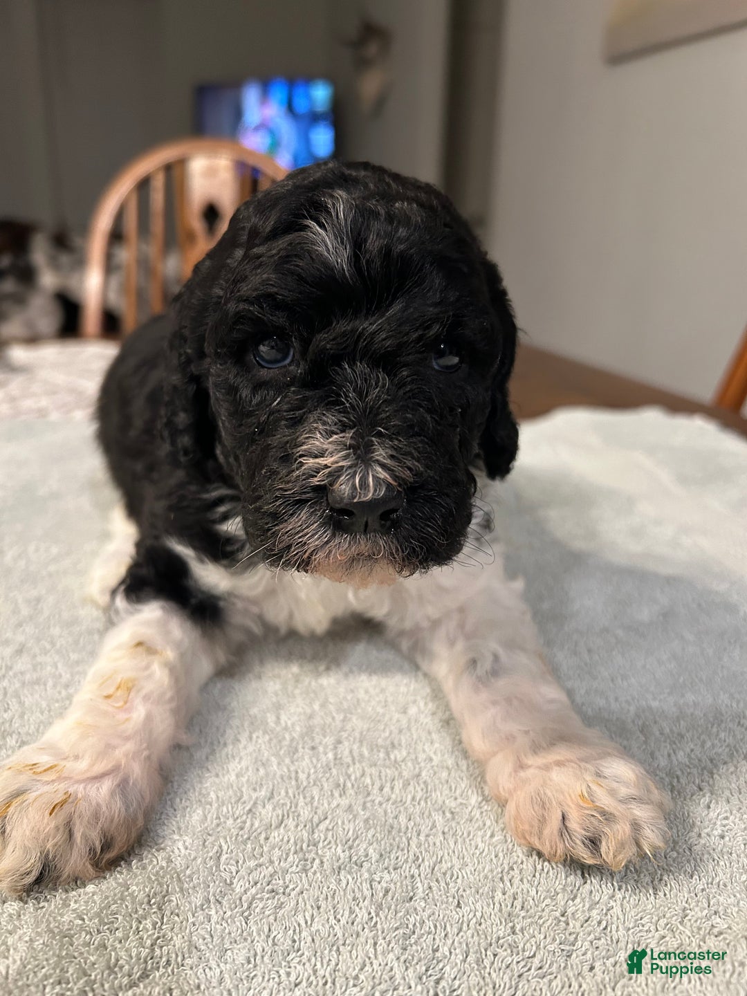 Standard Poodle dogs for sale: Coal - Ad 1