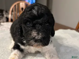 Standard Poodle dogs Coal - Ad 6