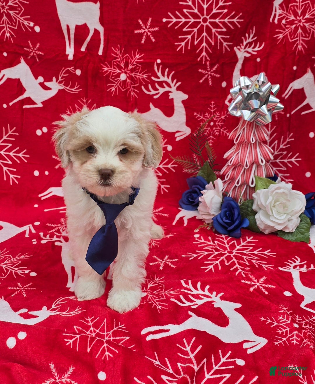 Mixed Breed dogs for sale: Creek - Ad 8