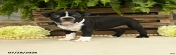 Boston Terrier dogs for sale: Tessa - Ad 4