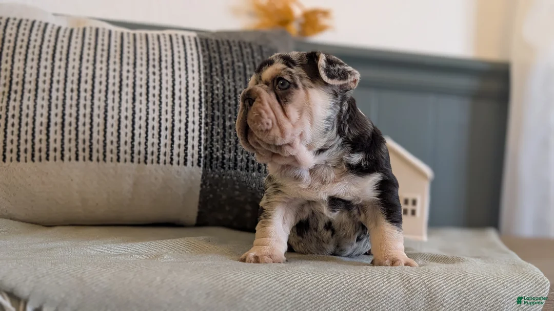 French Bulldog dogs for sale: River - Ad 9