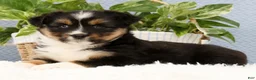 Miniature Australian Shepherd dogs for sale: Roxy - Ad 6