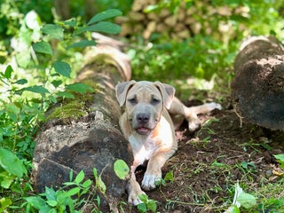 Mixed Breed dogs Whiley (Why-Lee) - Ad 36