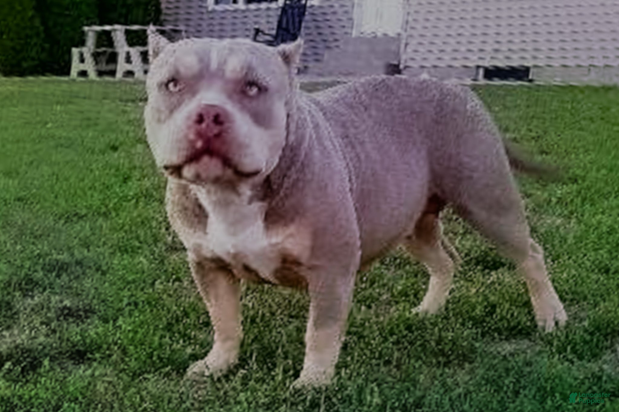 American Bully dogs M-Town Luna  - Ad 2