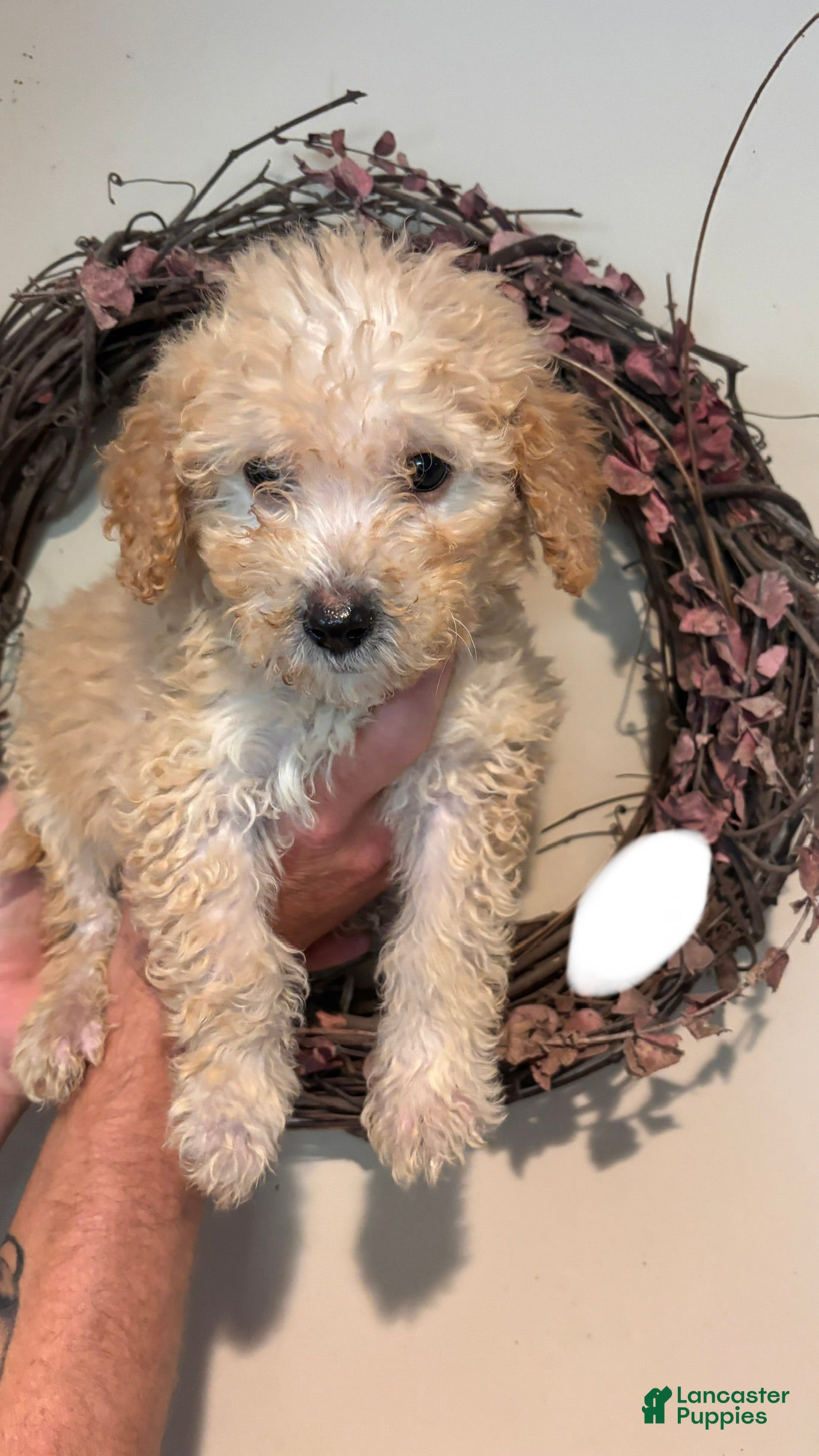 Mini Goldendoodle dogs Mini Goldendoodle 4 - Ad 32
