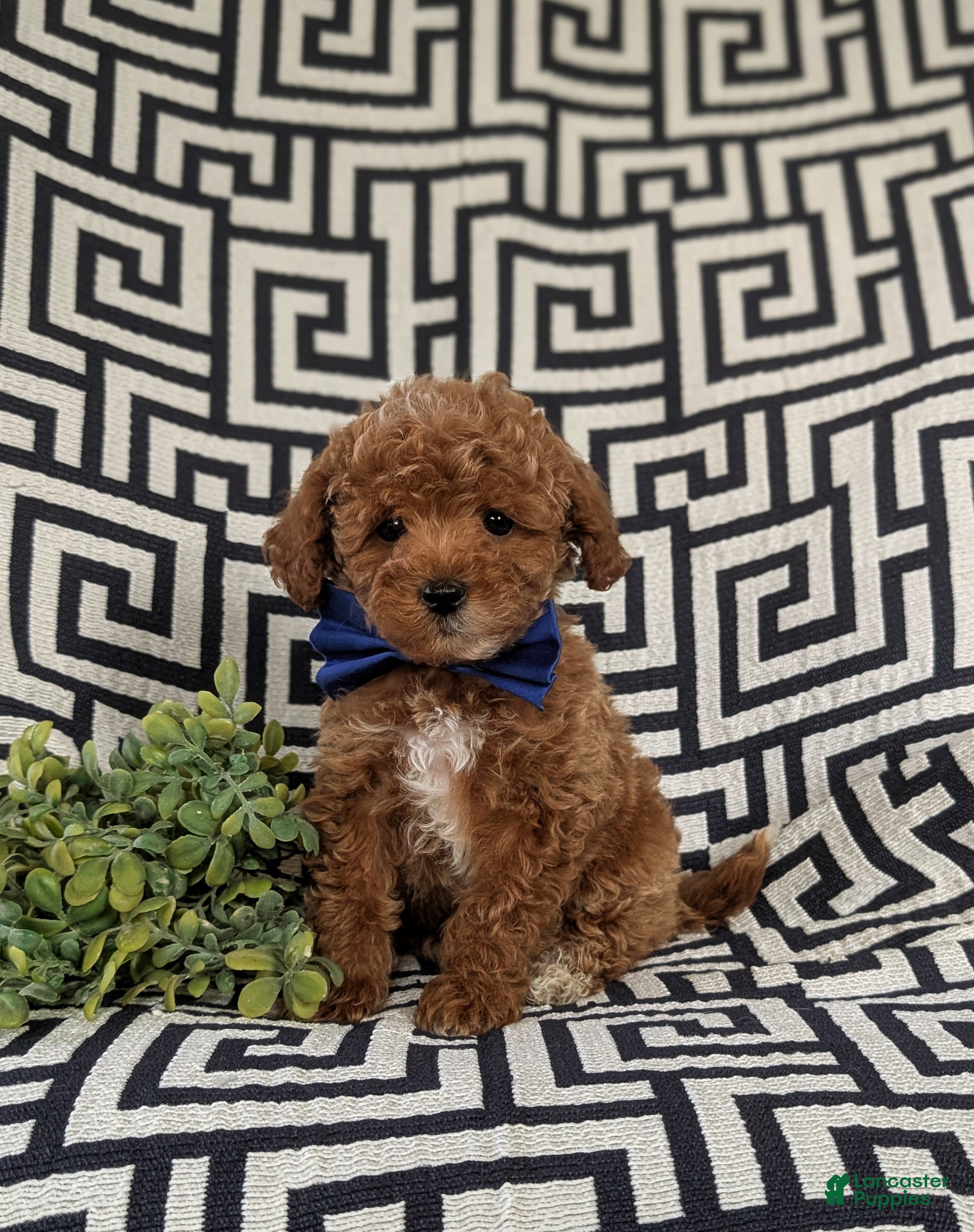 Maltipoo dogs Daine - Ad 14
