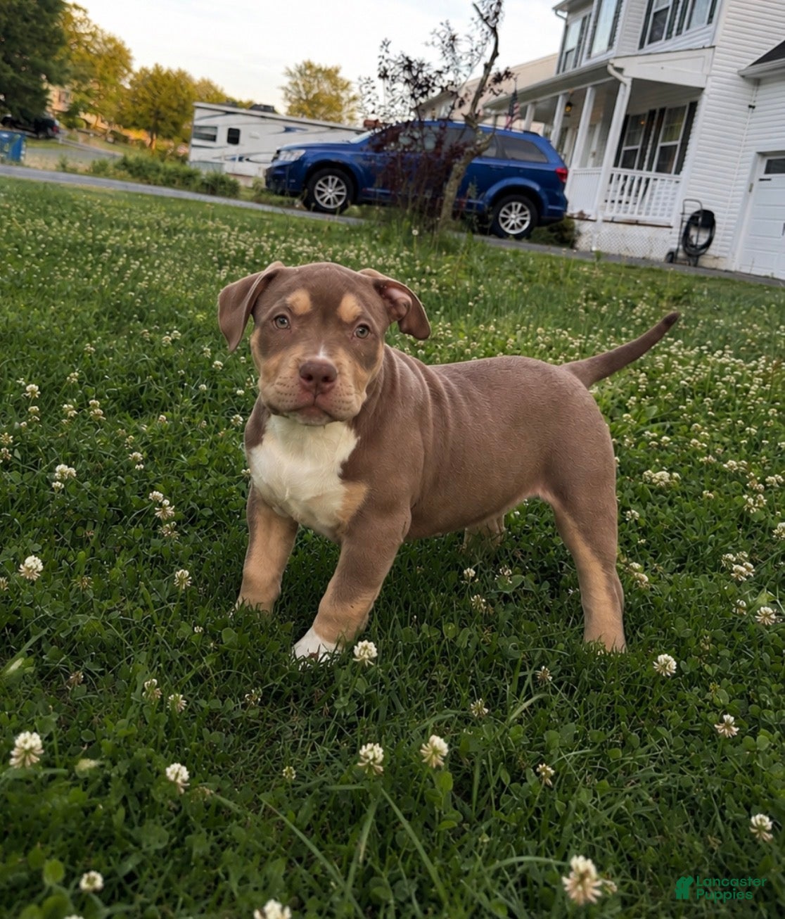 American Bully dogs American Bully Puppy 4 - Ad 1
