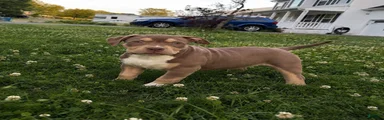 American Bully Puppy 4