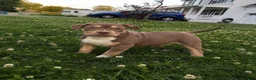 American Bully dogs for sale: American Bully Puppy 4 - Ad 1