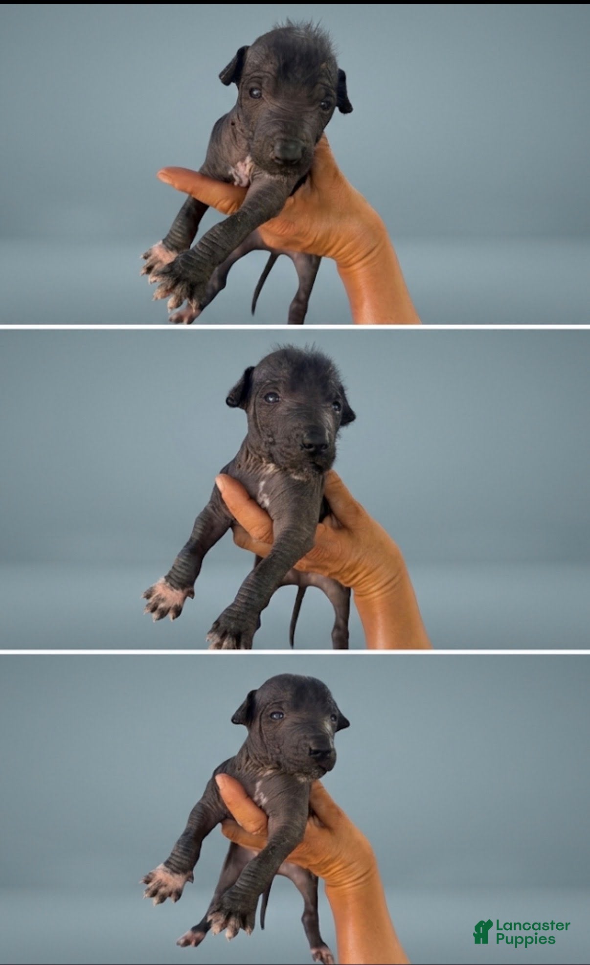 Xoloitzcuintle dogs Boy 6 - Ad 40