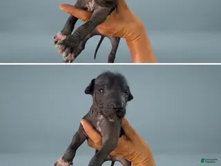 Xoloitzcuintle dogs Boy 6 - Ad 34