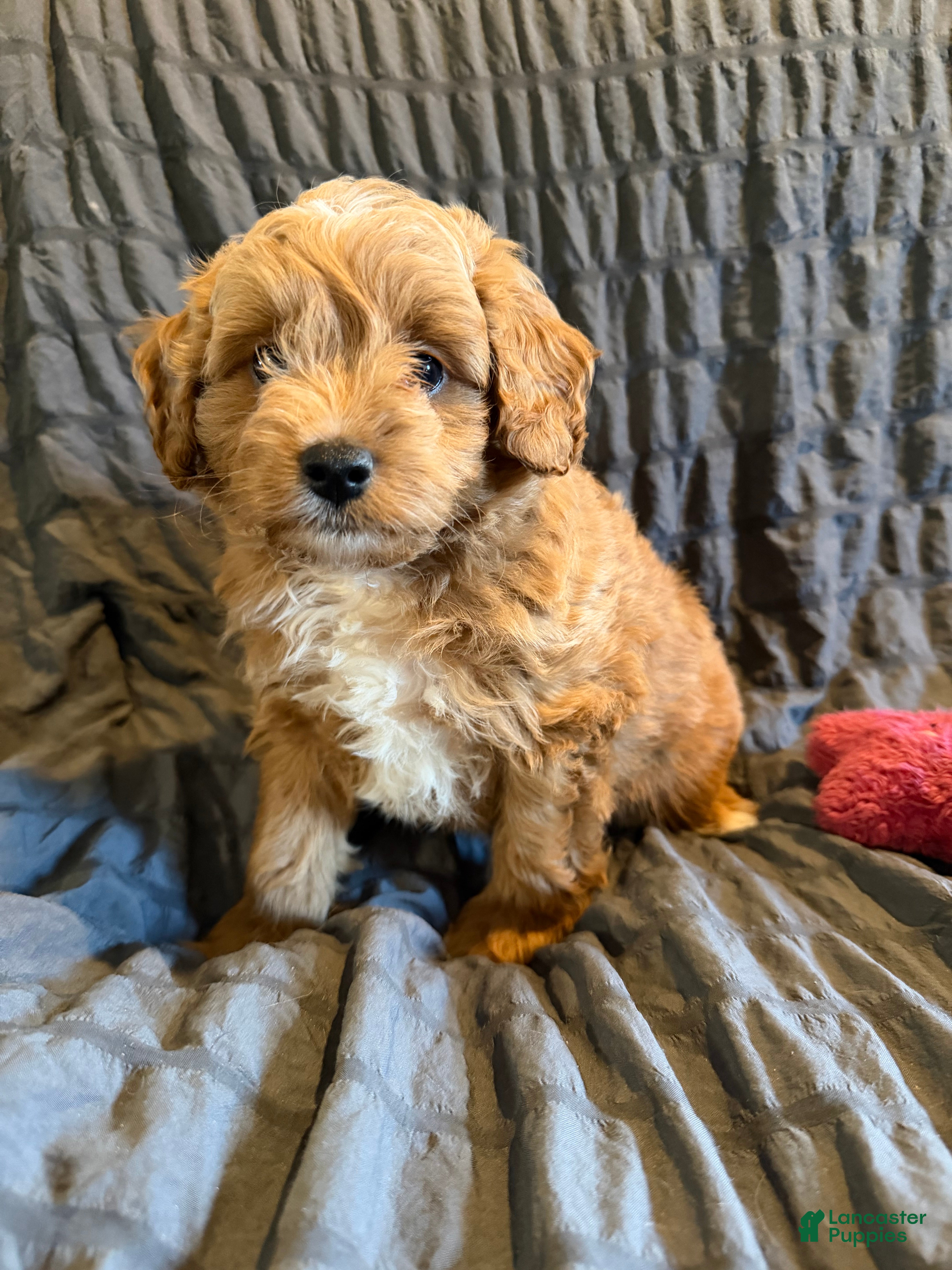 Mini Goldendoodle dogs Mini Goldendoodle Puppy 3 - Ad 1