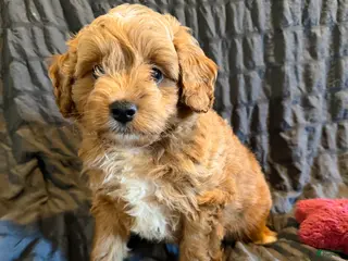 Mini Goldendoodle dogs for sale: Mini Goldendoodle Puppy 3 - Ad 1