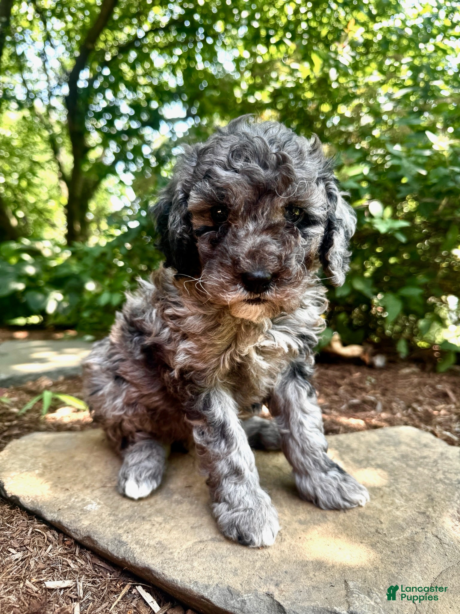 Mini Goldendoodle dogs Blue - F1B mini Golden Doodle (blue merle) - Ad 1