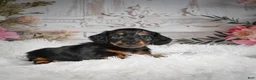 Miniature Dachshund dogs for sale: AKC-Ringo - Ad 9
