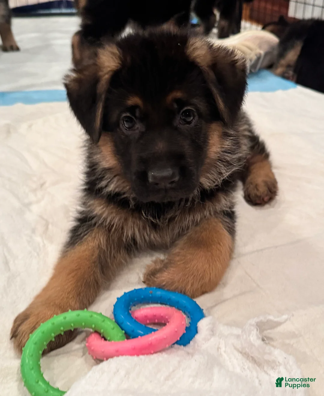 German Shepherd dogs for sale: German Shepherd Puppy 1 - Ad 3