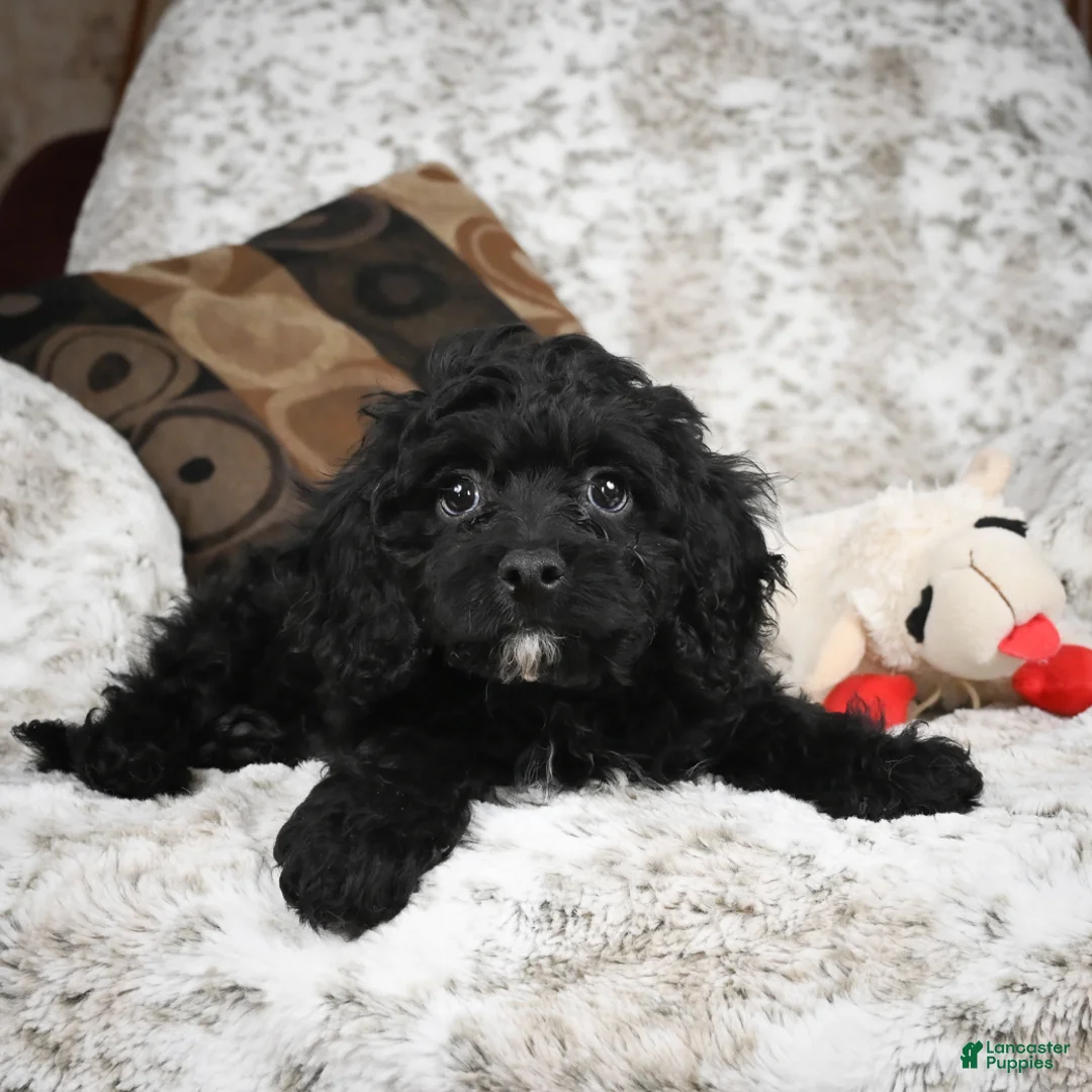 Cavapoo dogs for sale: Sam - Ad 9