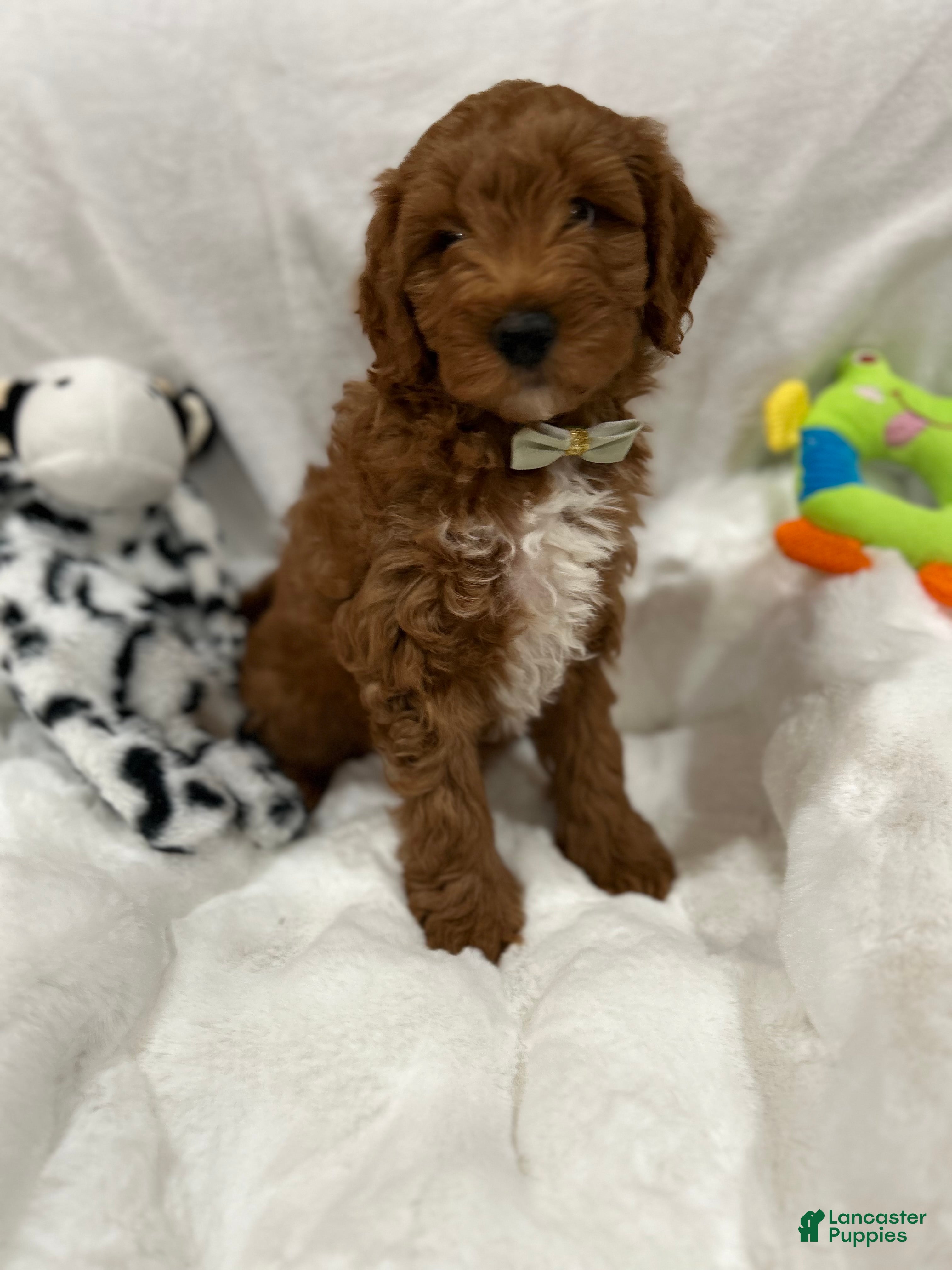 Mini Goldendoodle dogs Petite Romeo Mini Goldendoodle Puppy 2 - Ad 2