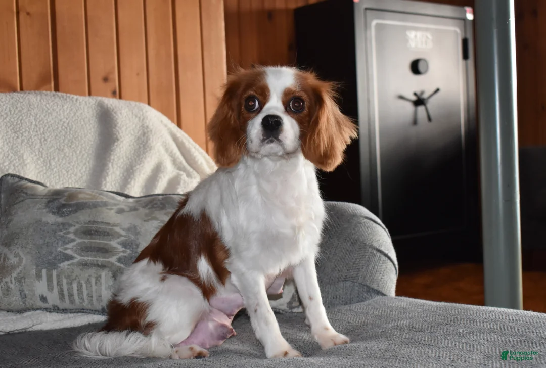 Cavalier King Charles Spaniel dogs for sale: Queenie  - Ad 7