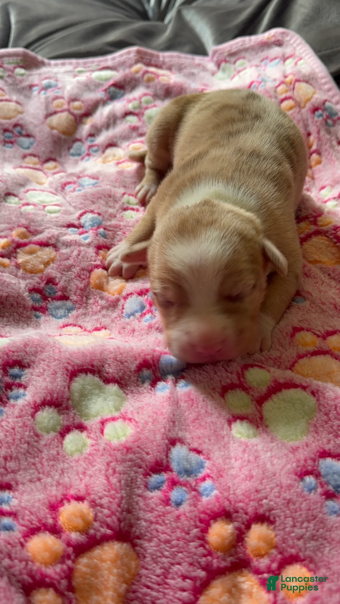 American Bully dogs for sale: American Bully 6 - Ad 2