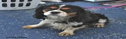 Cavalier King Charles Spaniel dogs for sale: Travis - Ad 7