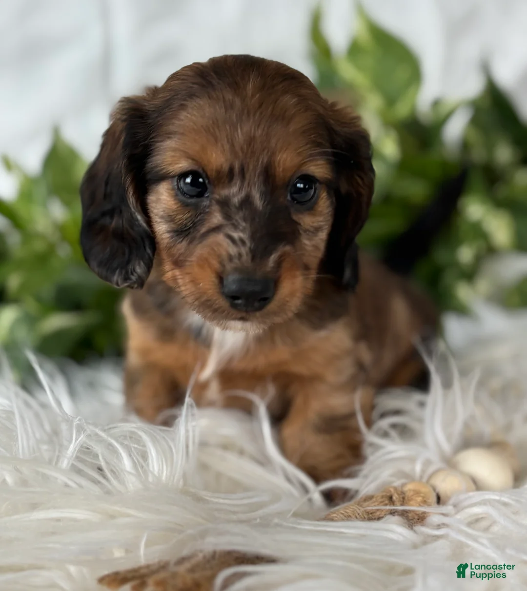Miniature Dachshund dogs for sale: Sundance Kid Miniature Dachshund  - Ad 6