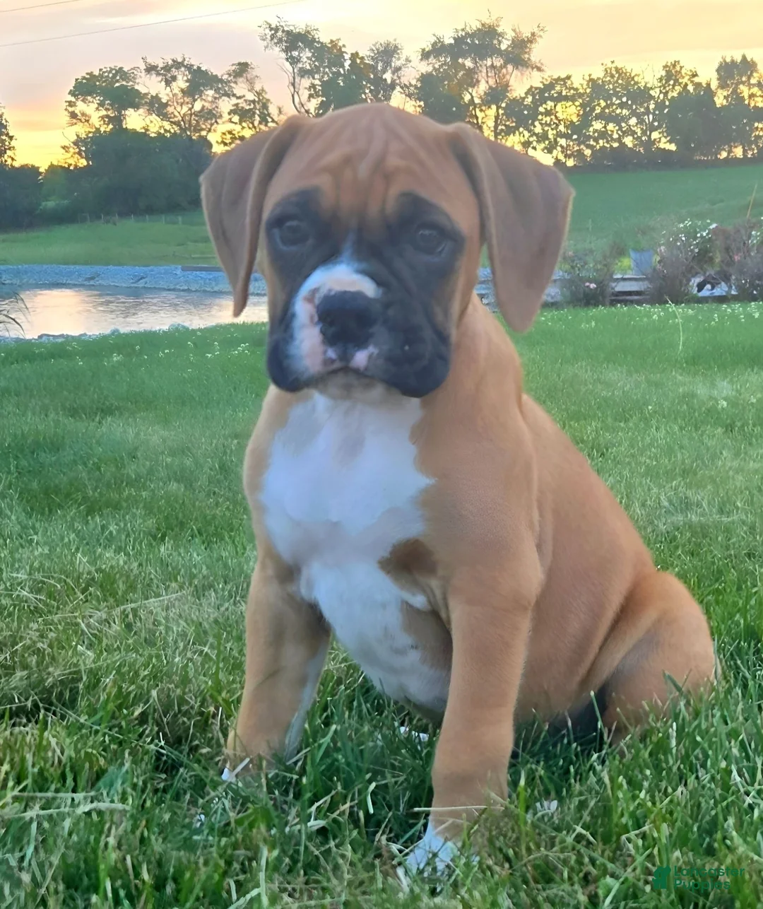 Boxer dogs for sale: Boxer 3 - Ad 4