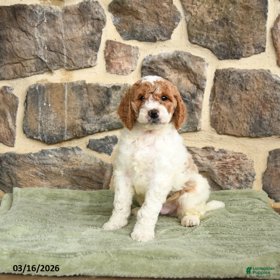 Goldendoodle dogs Javvis - Ad 2