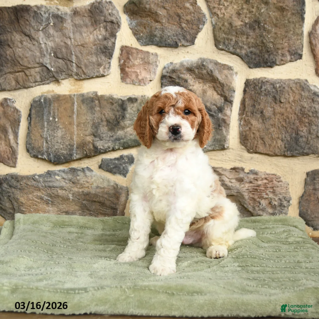 Goldendoodle dogs for sale: Javvis - Ad 2