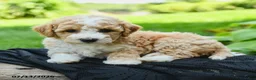 Bichpoo dogs for sale: Heidi - Ad 2